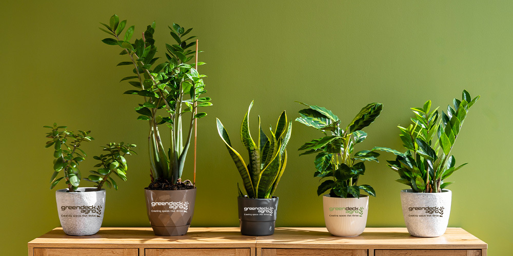 Low-Light Living? No Problem! Easy-Care Indoor Plants for Your Apartment